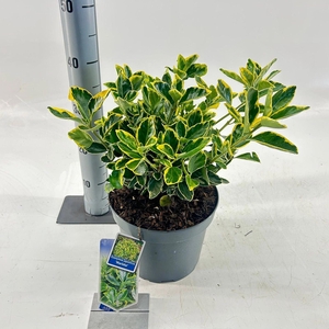 Euonymus japonicus Ovatus Aureus