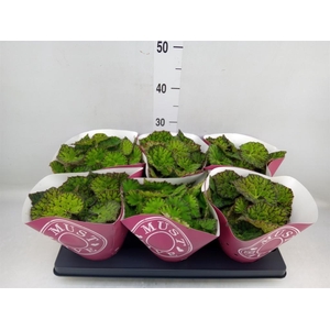 Begonia BD 'Lime Fever'