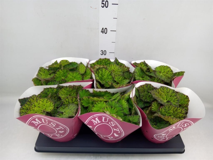 <h4>Begonia BD 'Lime Fever'</h4>