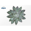 Echeveria Agavoides Glitter Pearl Cutflower Wincx-