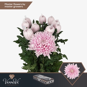 Chrysanten Honeymoon