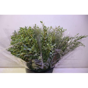 Euca Parvifolia X10