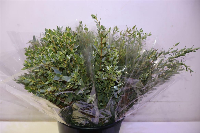 <h4>Euca Parvifolia X10</h4>