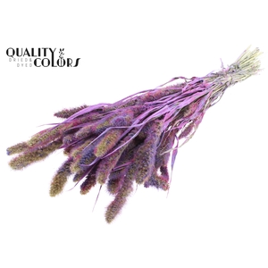 Setaria per bunch Multicolour Milka