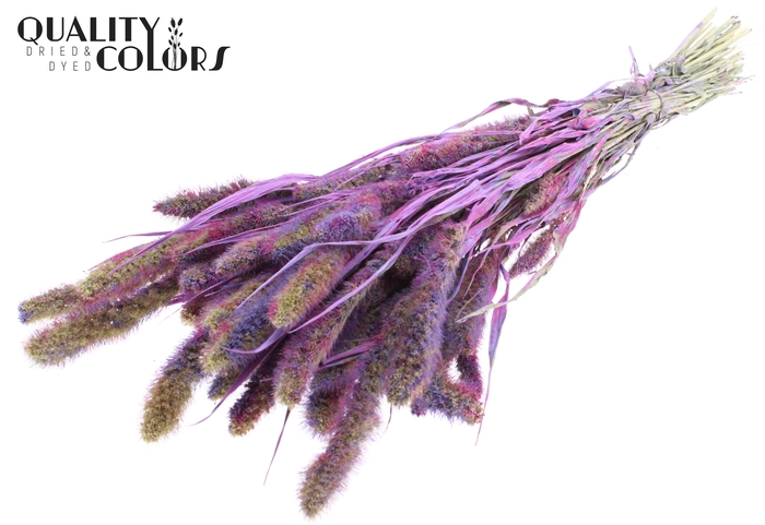 Setaria per bunch Multicolour Milka