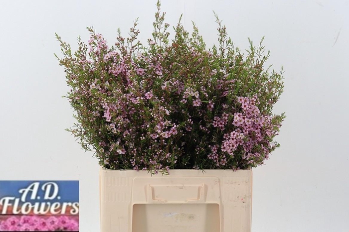 <h4>Cham Un Pink Shine</h4>