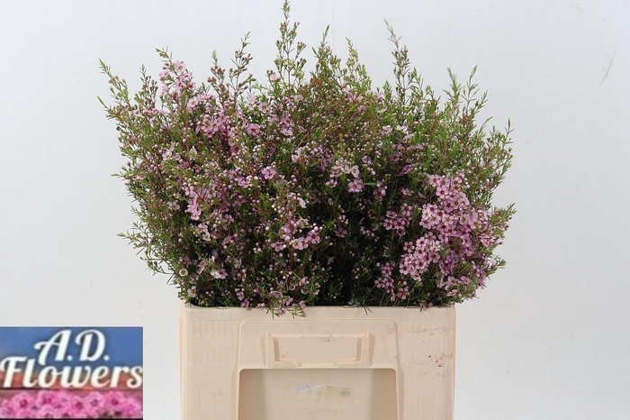 <h4>Cham Un Pink Shine</h4>