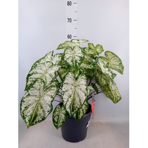 Caladium  'Snow Flurry'