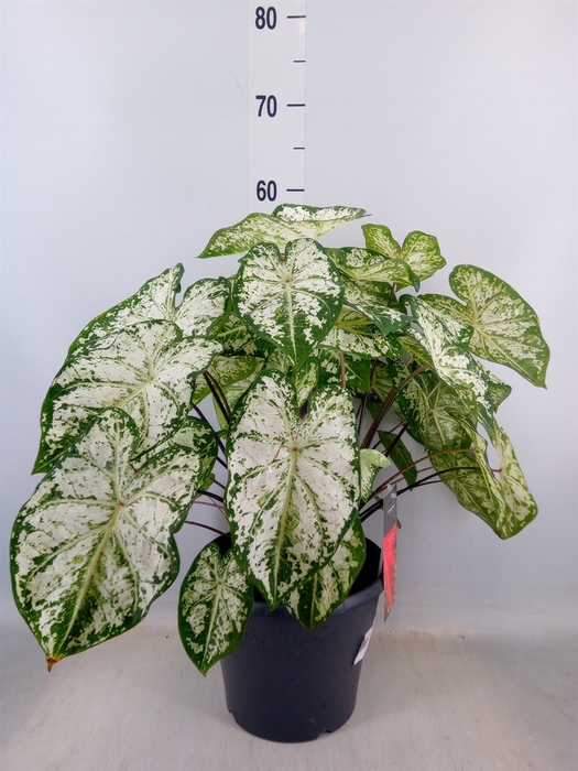 <h4>Caladium  'Snow Flurry'</h4>