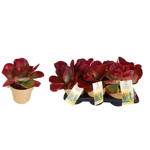 Kalanchoe NF thyrsiflora