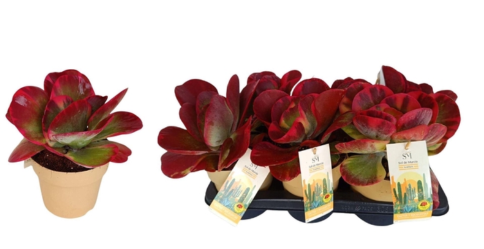 <h4>Kalanchoe NF thyrsiflora</h4>