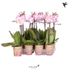 Kolibri Orchids Phalaenopsis Pink 1 spike