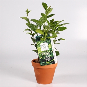 7255-TEA Camellia sin. theeplant in terracotta