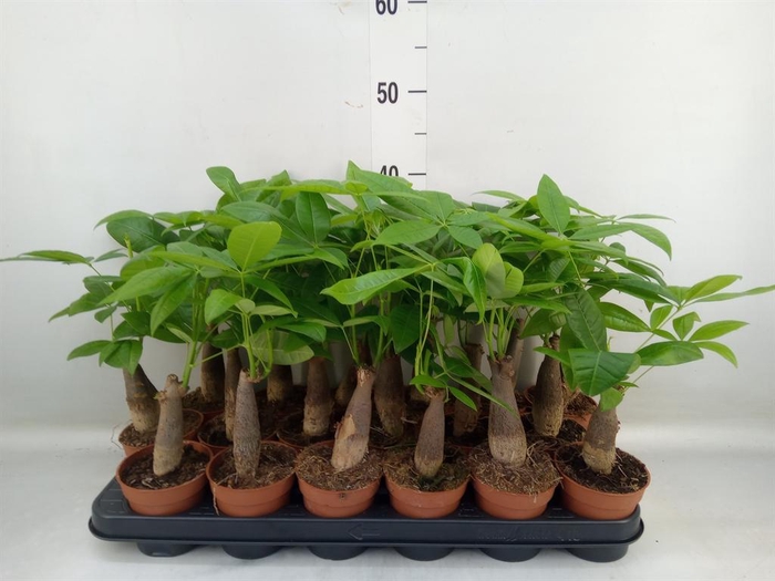 <h4>Pachira aquatica</h4>