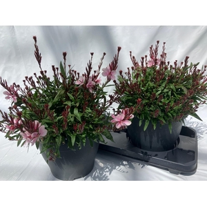 GAUR LI GEYSER PINK