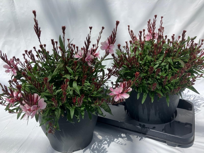 <h4>GAUR LI GEYSER PINK</h4>
