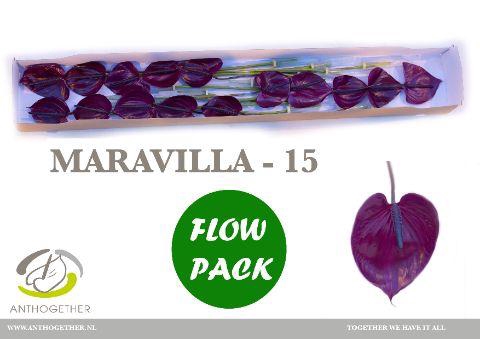 <h4>ANTH A MARAVILLA 15 Flow Pack</h4>