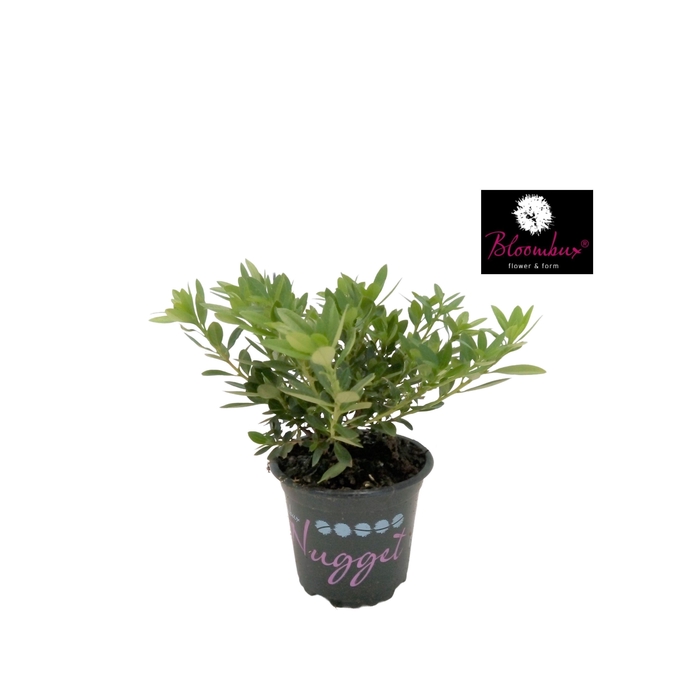 <h4>Rhododendron 10-15 /1.5 liter 'Bloombux'</h4>