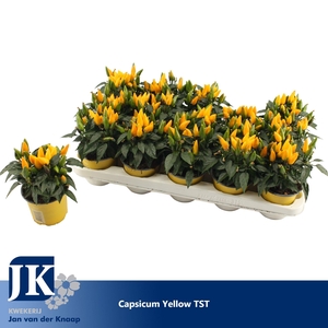Capsicum yellow