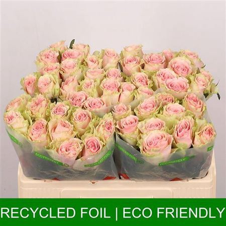 <h4>Rosa a grande fleur Frutteto</h4>