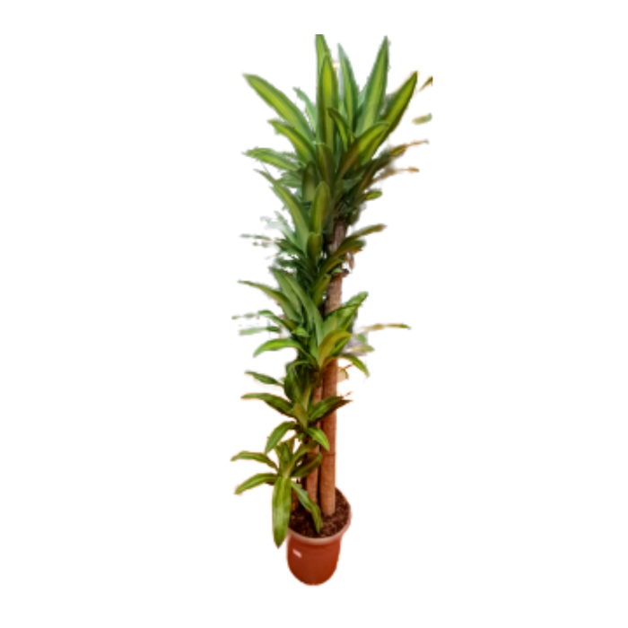 <h4>Dracaena overig</h4>