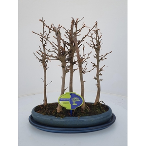 pseudolarix, forest -group. 5 stem, with driptray