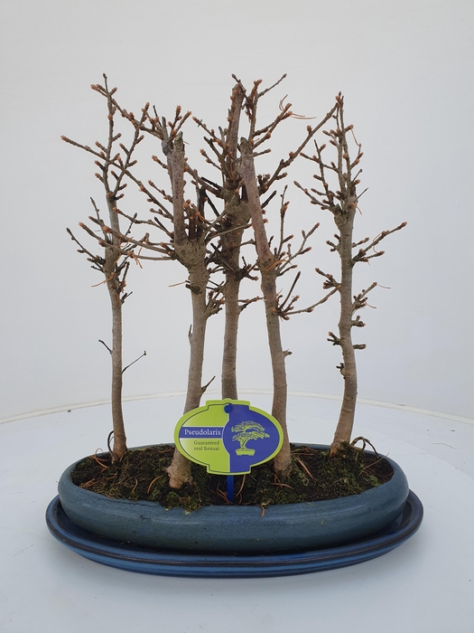 <h4>pseudolarix, forest -group. 5 stem, with driptray</h4>