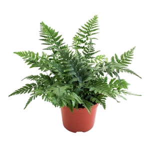 Polystichum Tsus-Simense (Winterhard)