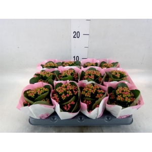 Kalanchoe  'RoseFlow Katie'