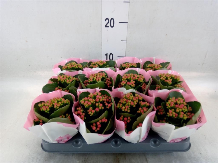 <h4>Kalanchoe 'RoseFlow Katie'</h4>