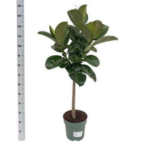 Ficus Makana (bark)