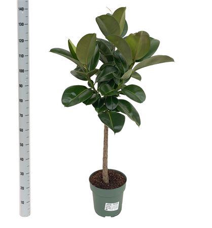 <h4>Ficus Makana (bark)</h4>