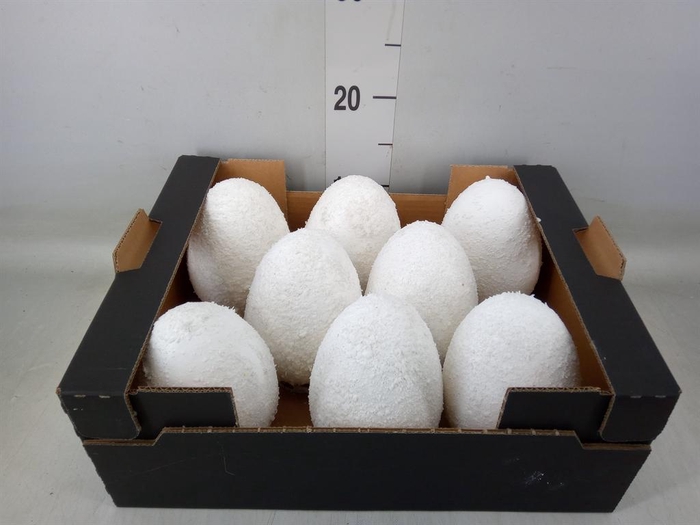 <h4>Decoratieve materialen   ...H%</h4>