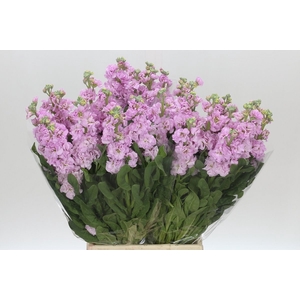 Matthiola Iron Cherryblossom