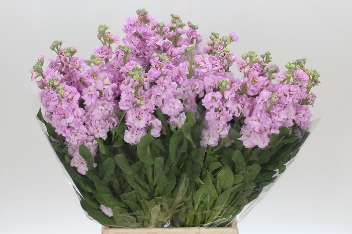 <h4>Matthiola Iron Cherryblossom</h4>