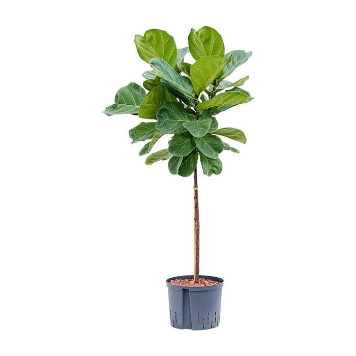 <h4>Ficus lyrata</h4>