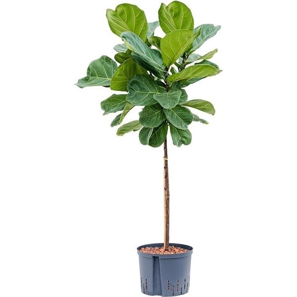 Ficus lyrata