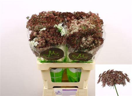 <h4>Daucus Carota Dara</h4>