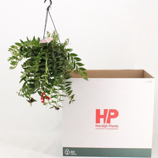 <h4>AESCHYN CARO IMP</h4>