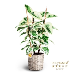 FICUS ELASTICA P6 TINEKE BASKET