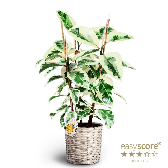 FICUS ELASTICA P6 TINEKE BASKET