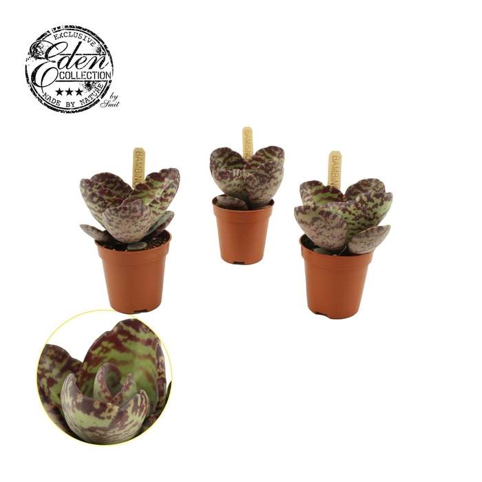<h4>Kalanchoe Humilis 5,5cm</h4>