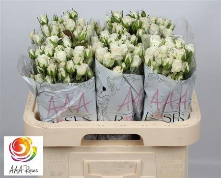 <h4>R Tr Wedding Party</h4>