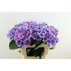 Hydr M Beau Papil Pu 60-18