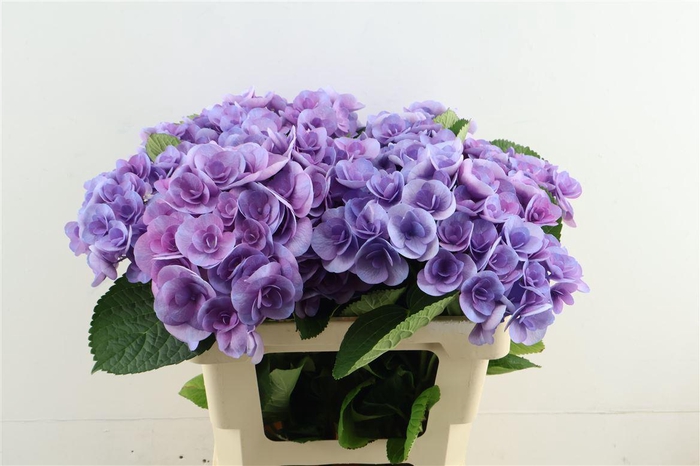 <h4>Hydr M Beau Papil Pu 60-18</h4>