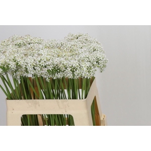 Allium Tuberosum