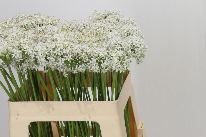 <h4>Allium Tuberosum</h4>