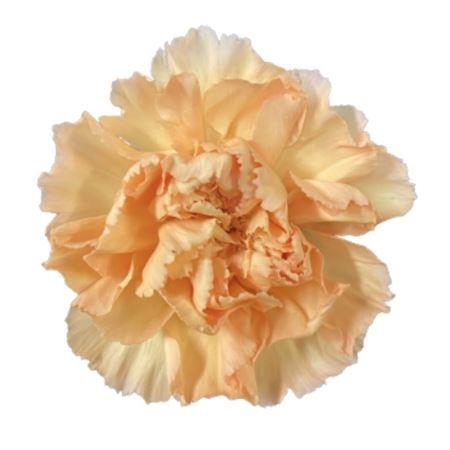 <h4>Di St Gold Crimea</h4>