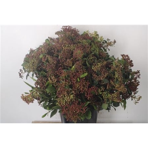 Viburnum Berry Red Per Bunch