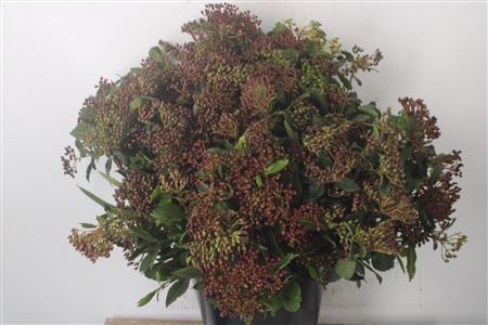 <h4>Viburnum Berry Red Per Bunch</h4>